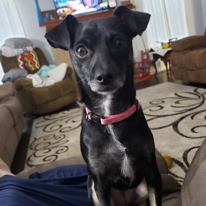 Meet your Posher, Barbara